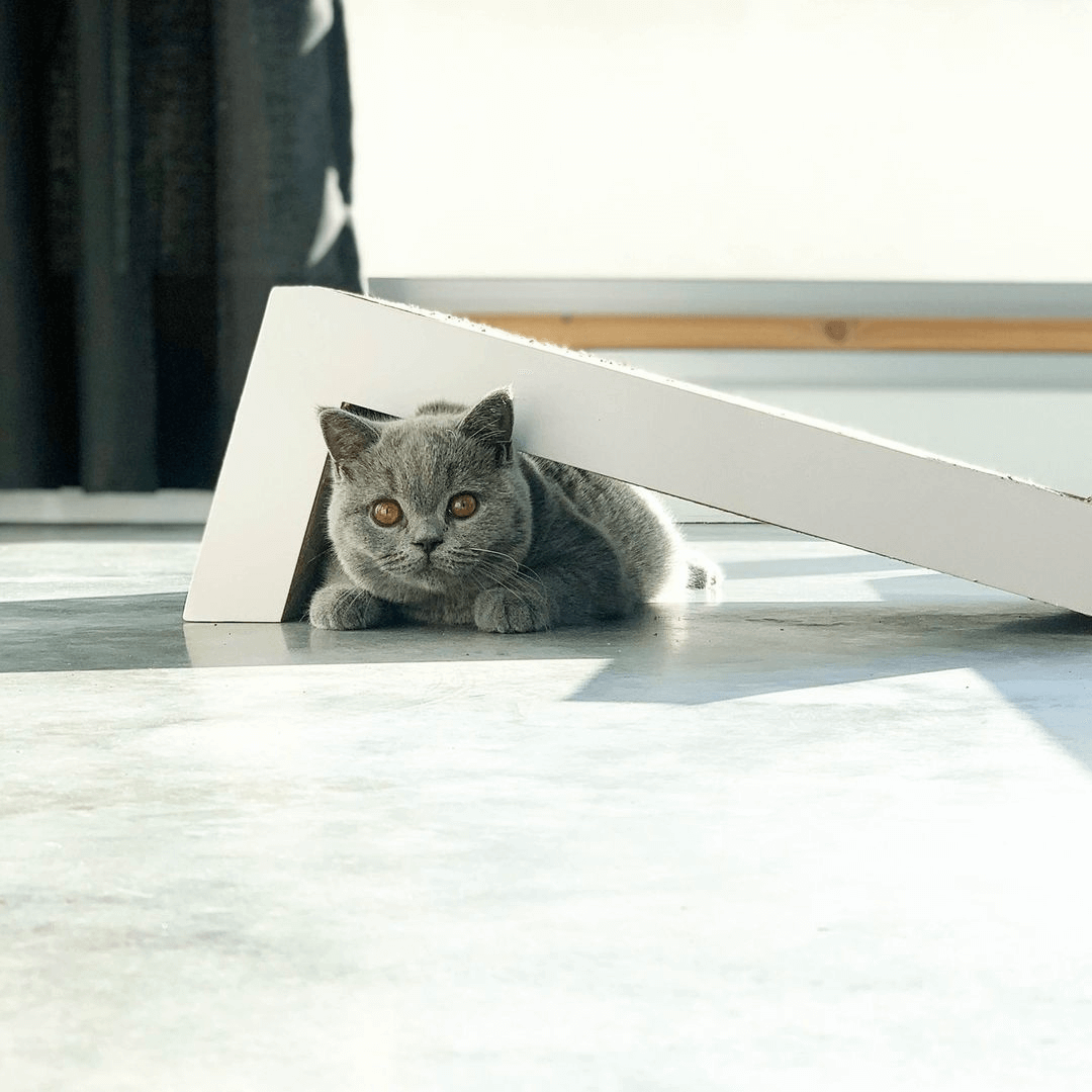 productos pampermut destacados para gatos